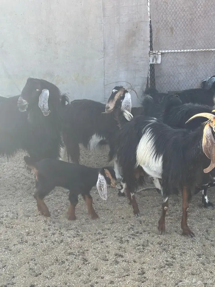 معزاء العدد 20تحتها 5 وحده معها 2و3معها 3والباقي دفيع 1