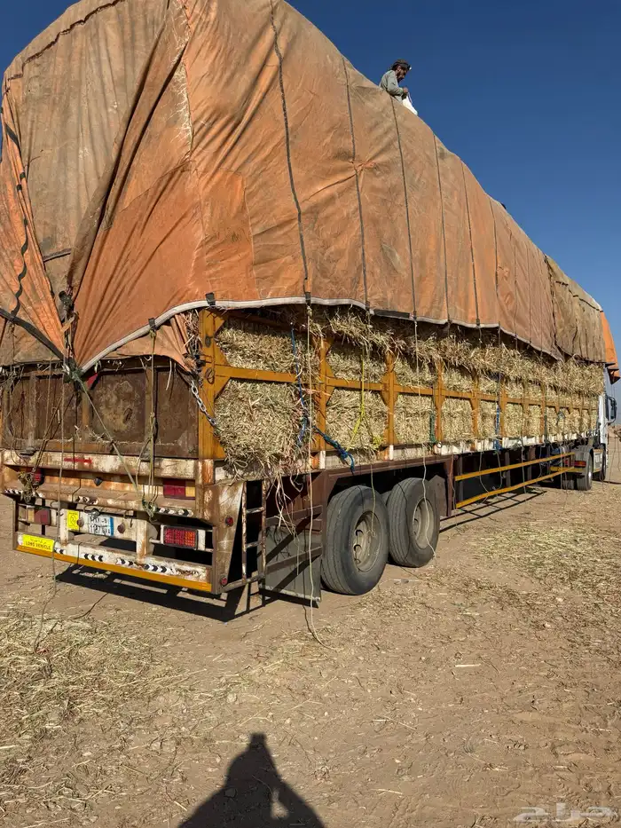 تحميل رودس برسيم ذره زرع تبن الى جميع انحاء المملكه 6