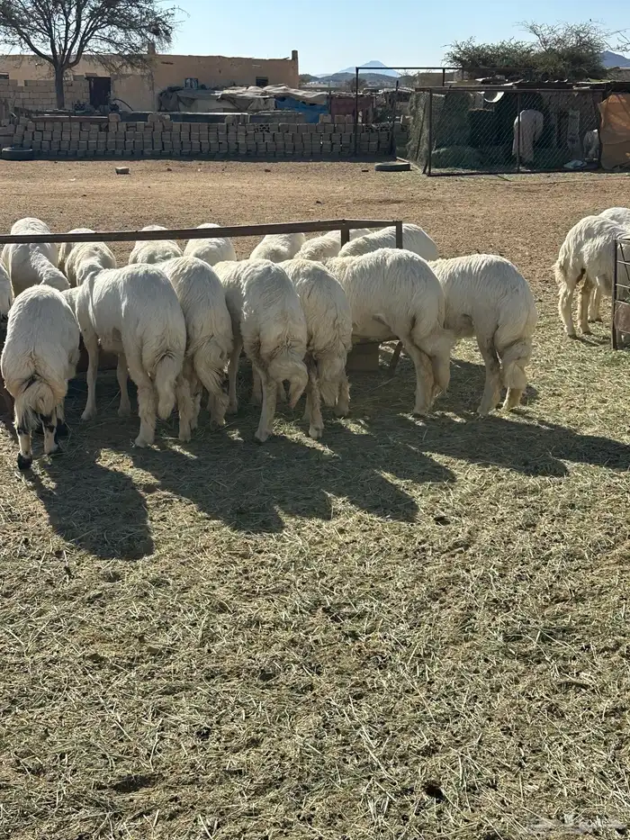 60 رخل صنف ( العرض للقناي ) 4