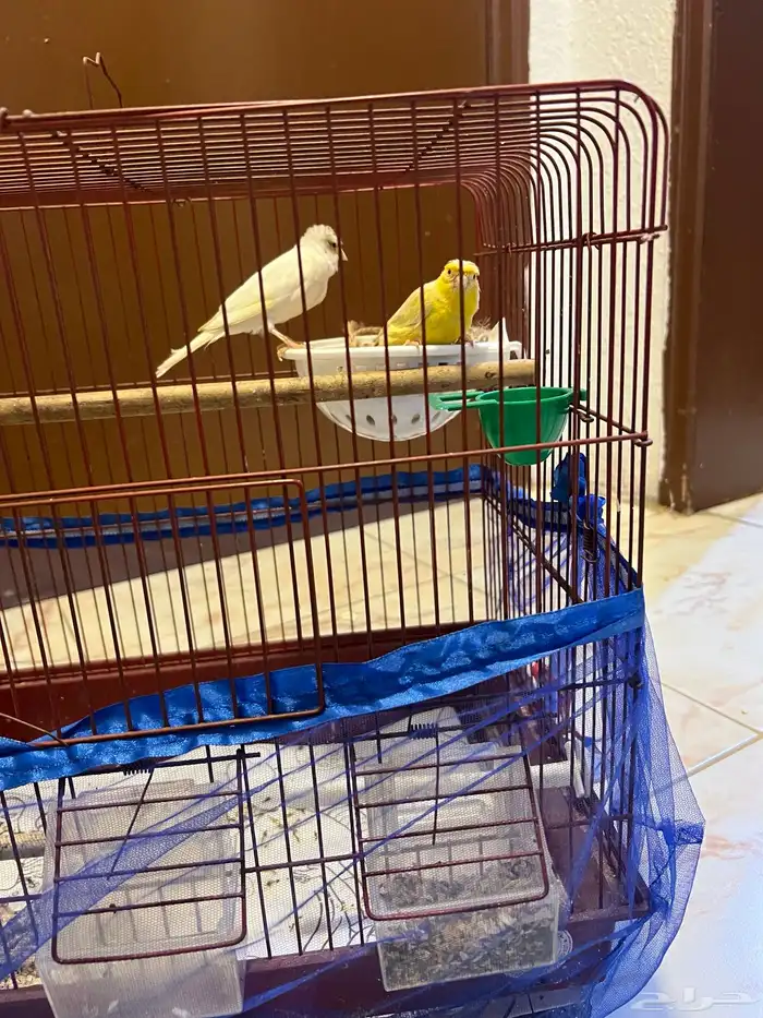 جوز كناري 2