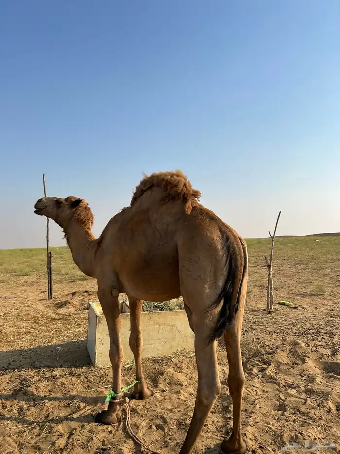 للبيع فحل ساحلي داخل رباع مشروط 2