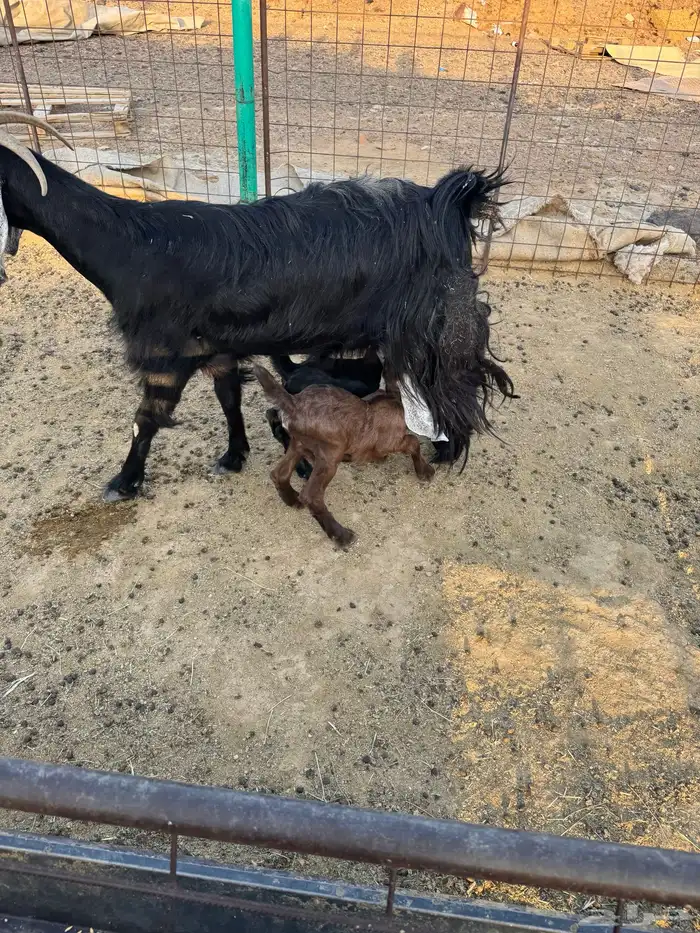 معزاء بعياله 10