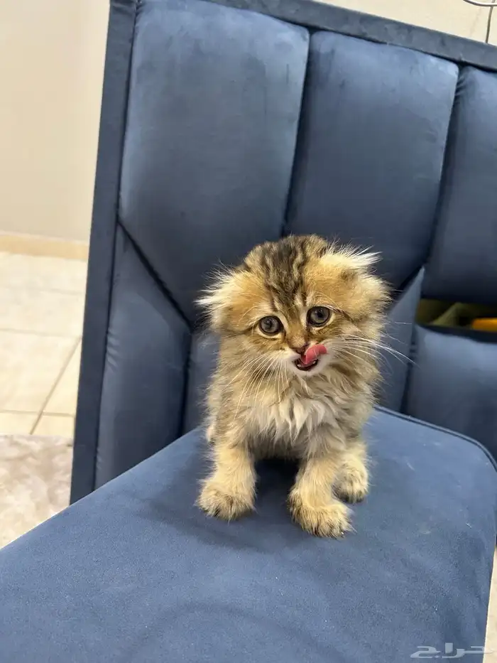 قط سكوتش فولد لونق هير 4