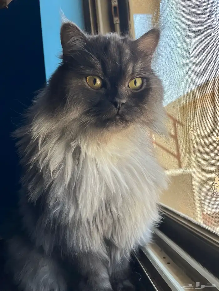 قط شيرازي للتبني 0