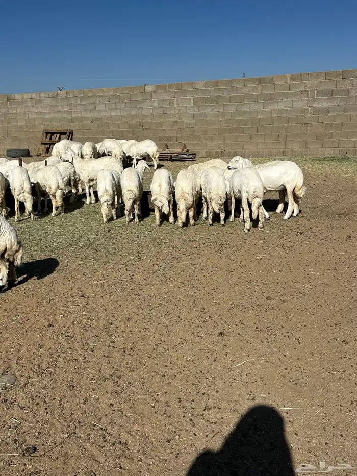 60 رخل صنف ( العرض للقناي ) 1