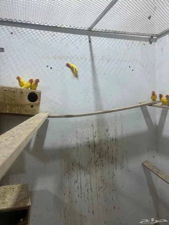 محمية روز لاتينو منتجين 6