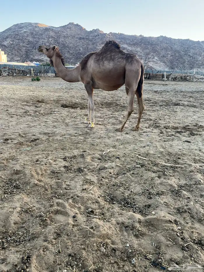 لقحه ثنيه مشروطه تلقي بعد شهر 0