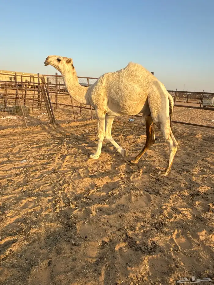 قعود باتلي كفو للبيع 2