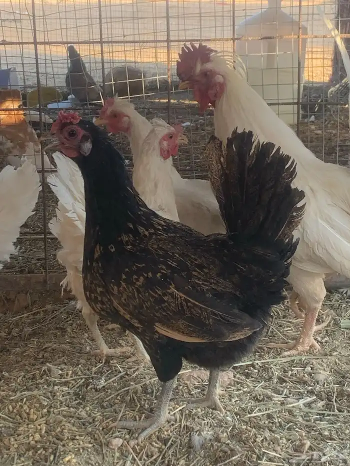 البيع دجاج قزم 0