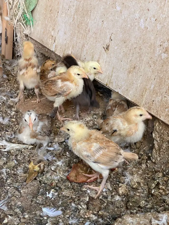 صوص دجاج بلدي 2