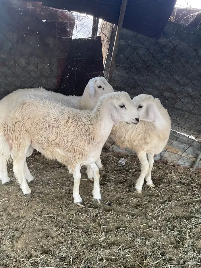 طليان و رخال 2