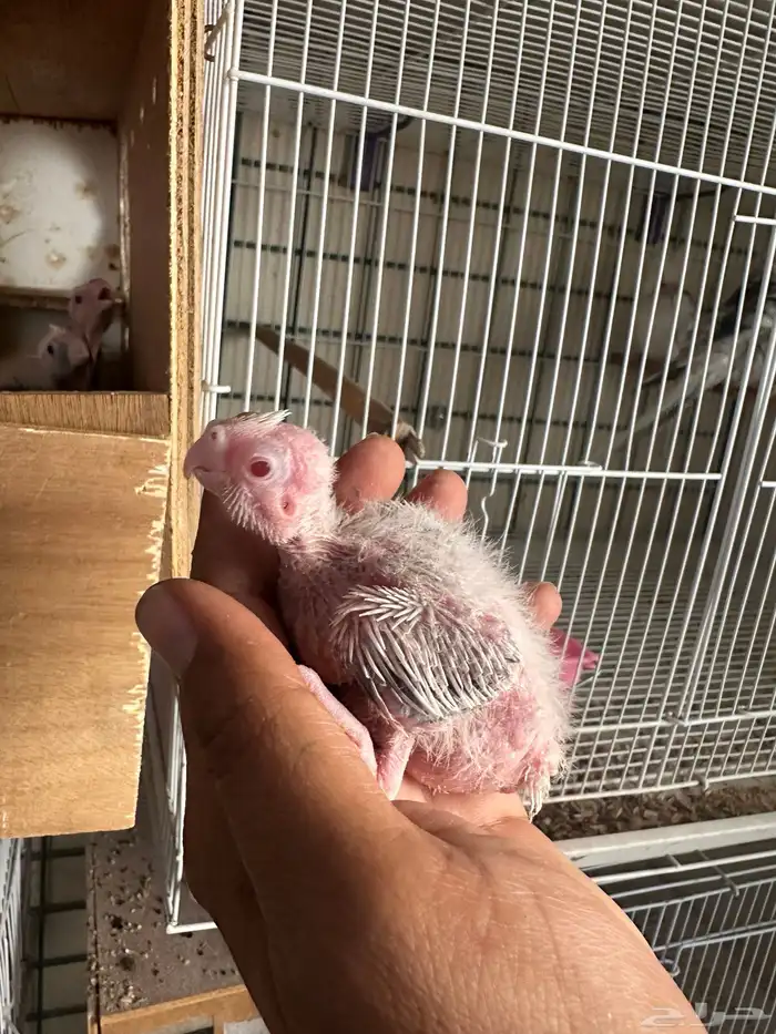 فروخ كروان رسيسف عيون حمر 3