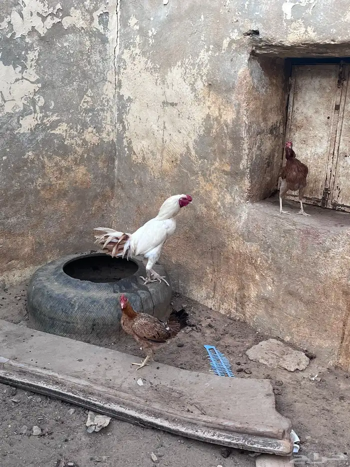 للبيع دجاج بلدي وا ديك بكستاني 2