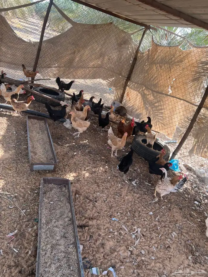 للبيع دجاج بياض 3