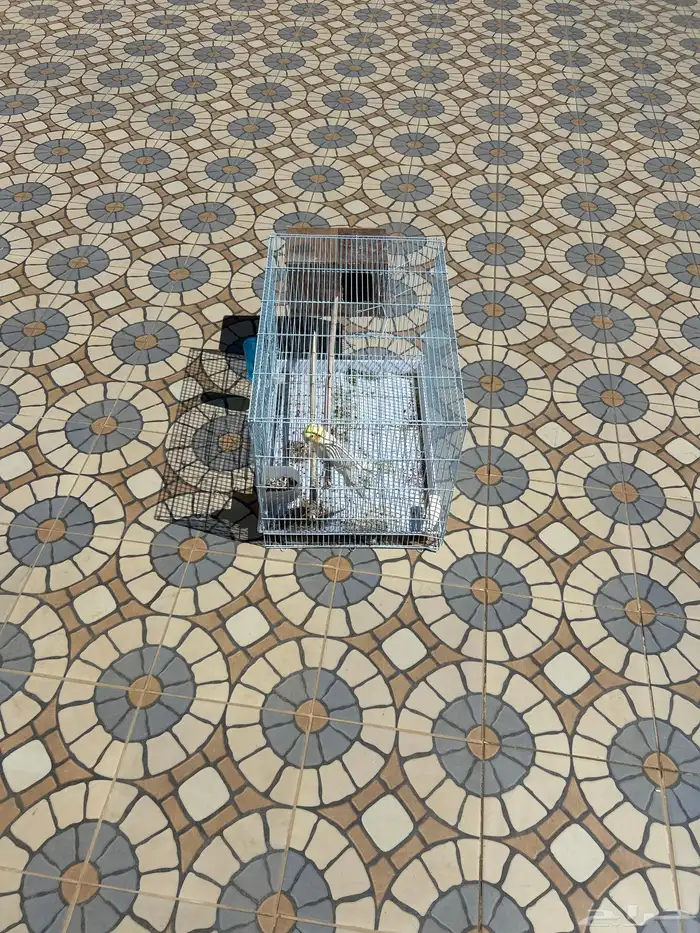 انثى كروان ضايعة في خميس مشيط حي النسيم 2