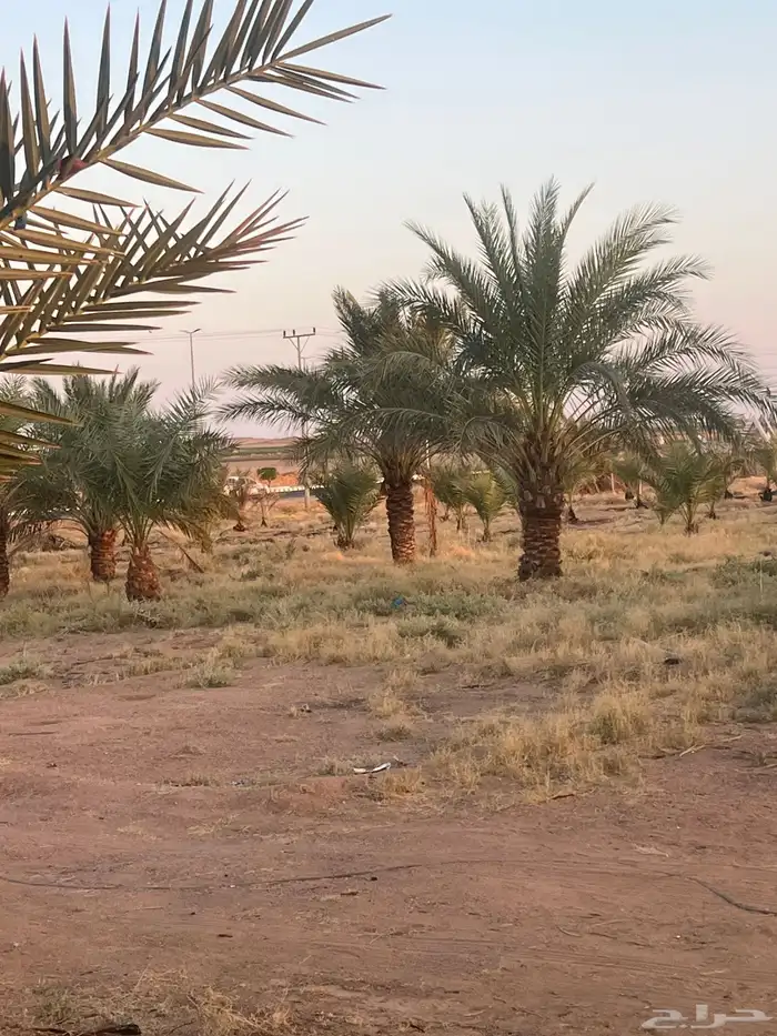 نخل رشودي طيب ونتاحه فاخر. ولكن علشان الأعمار ابي أشيله 1