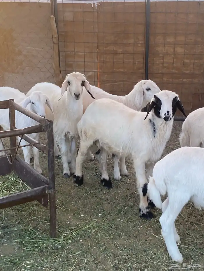 طليان حريه 1
