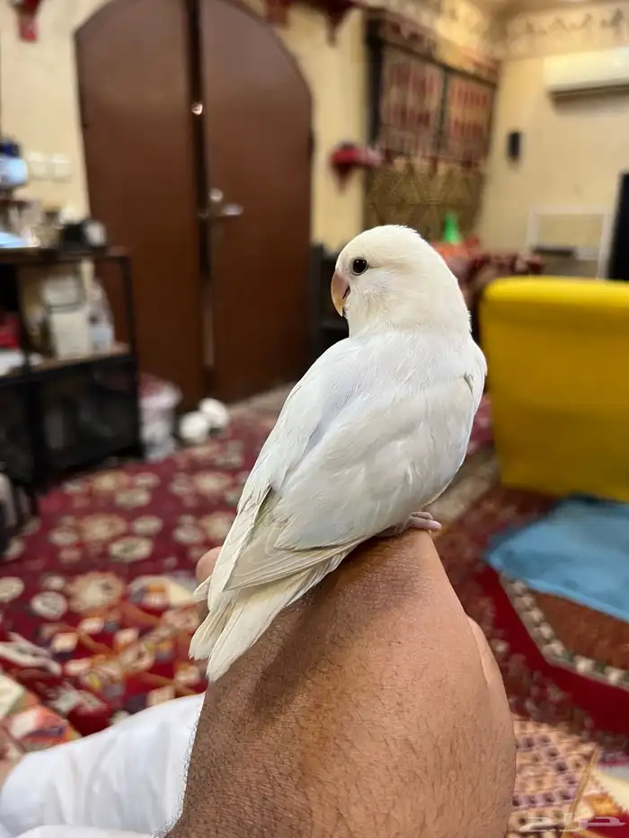 روز اليف جدا هدد نشبه و لعوب ممتع 1