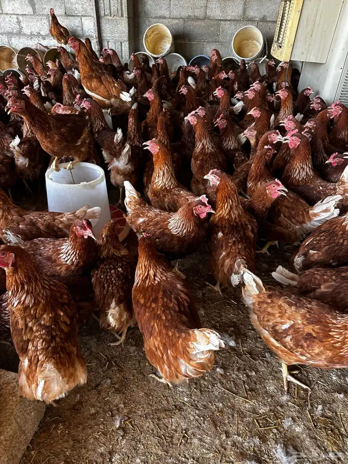 دجاج لهمان براون بياض للبيع 2