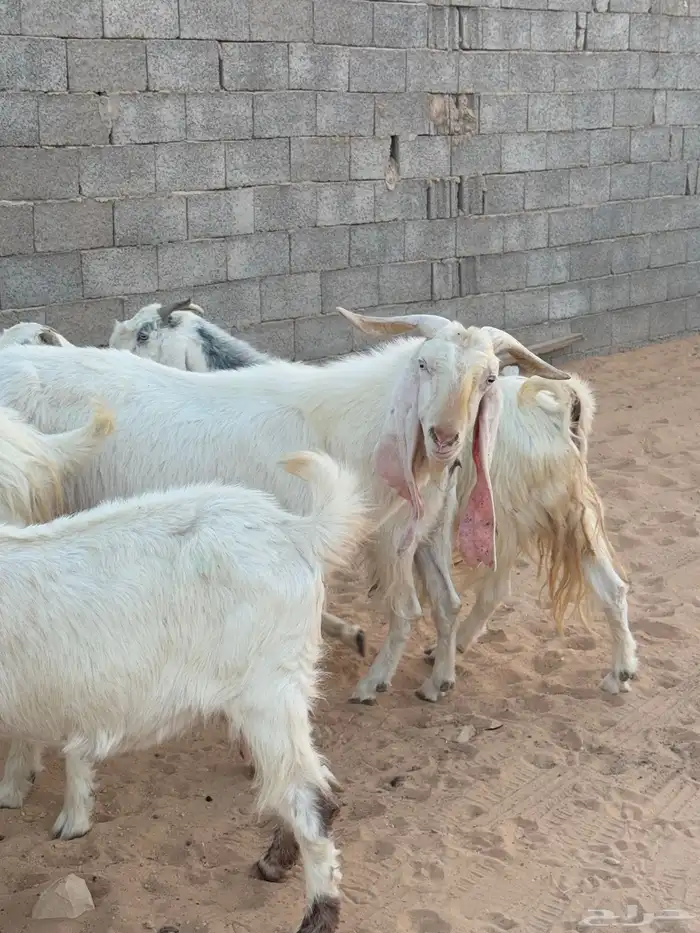 معزا 11 مع الفحل 0