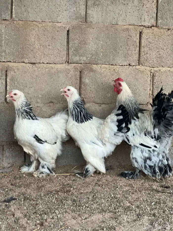 للبيع طقم براهما كولمبي توب 3