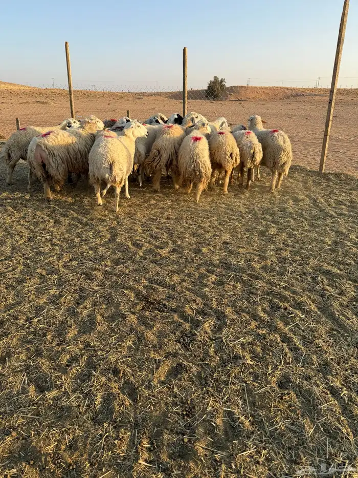 غنم حصيب 7