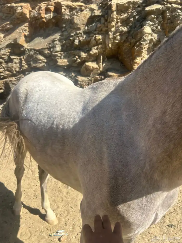 خيل للبيع عربي اصيل  وشعبي إلى آخ 4