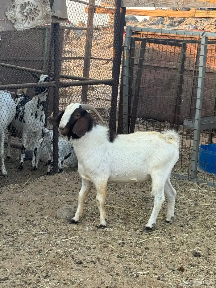 فحل بورقت بيور 2