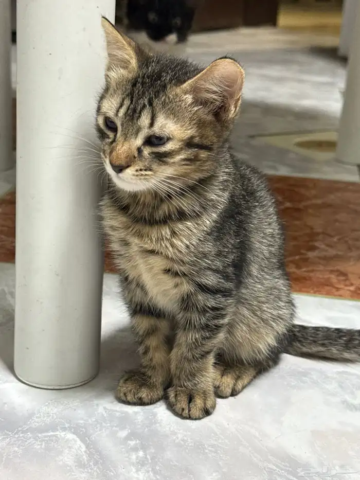 قطط كيتن للتبني شيرازيه 1