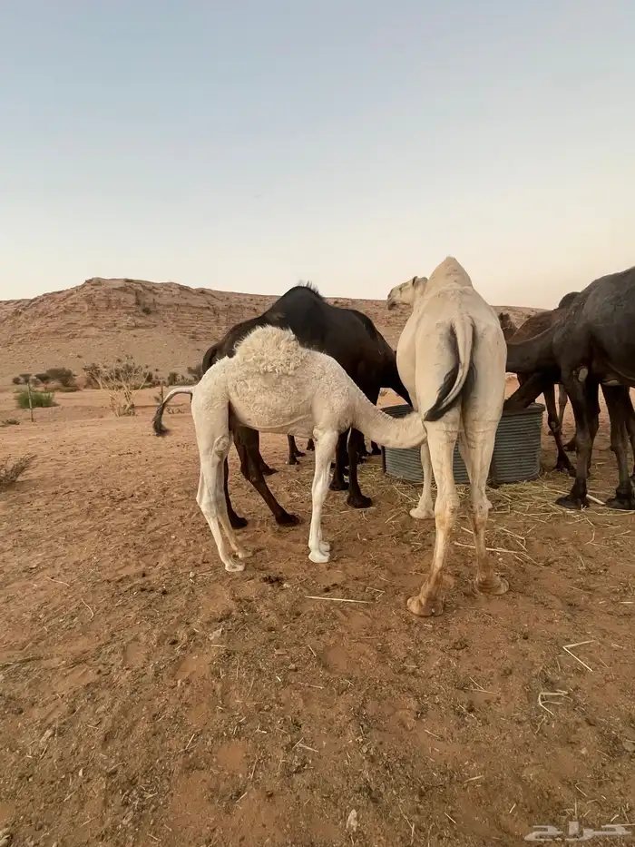 قعود بري لباني يرضع امه 6
