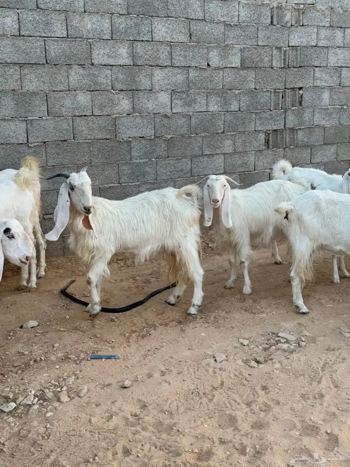 معزا 11 مع الفحل 2