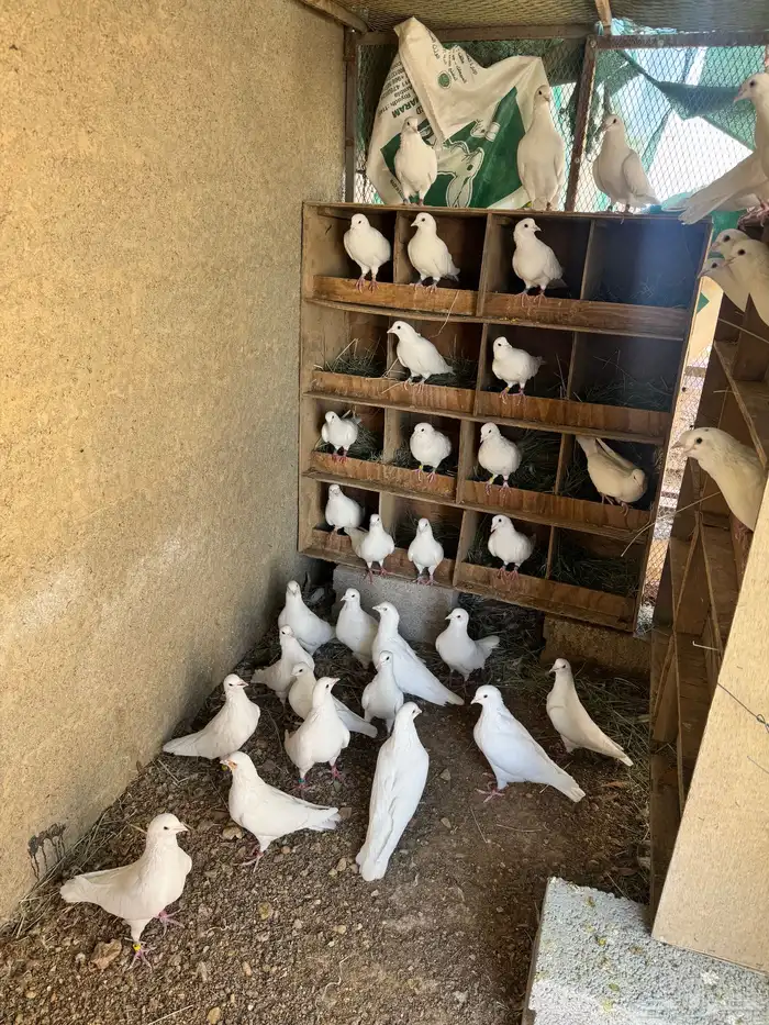 حمام فرنسي ابيض 0