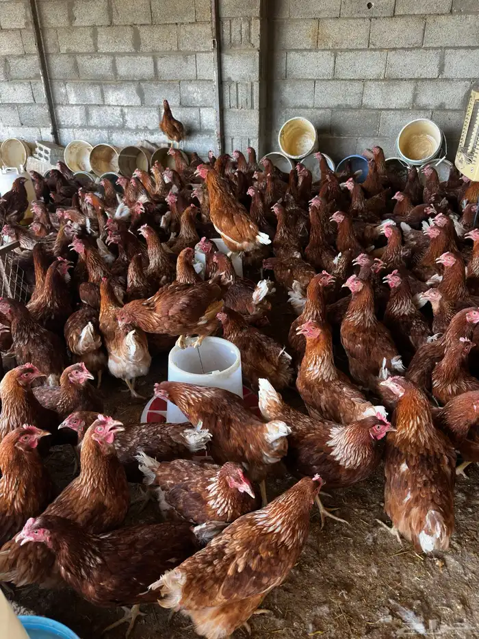 دجاج لهمان براون بياض للبيع 3