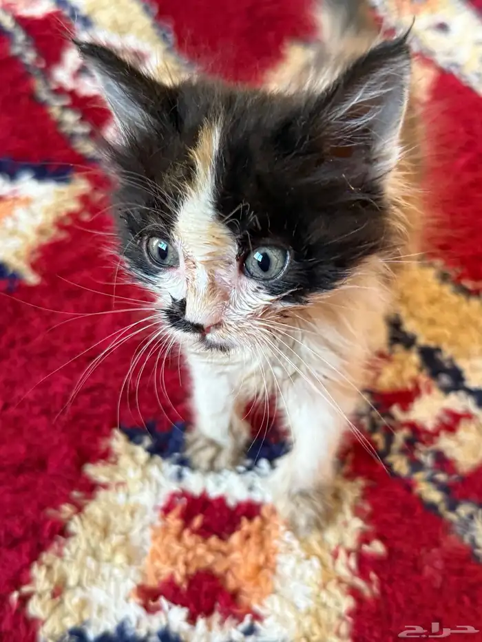 قطه للتبني 2