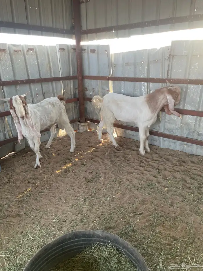 تيوس هولنديات 1