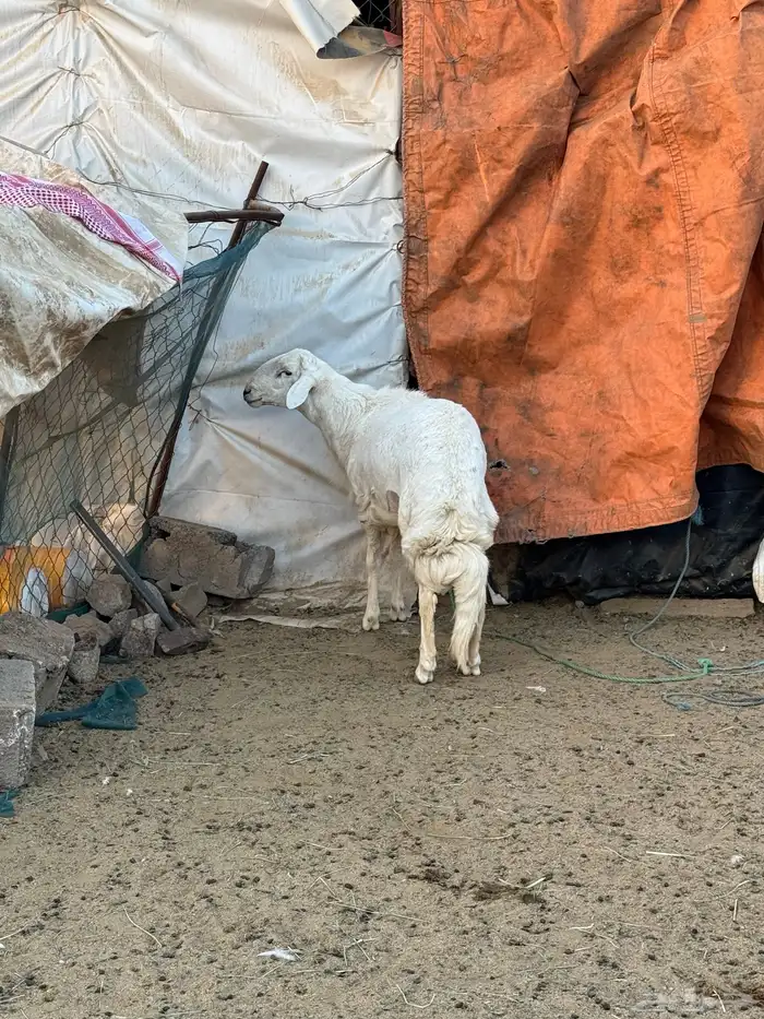 خروف فحل للبيع 3