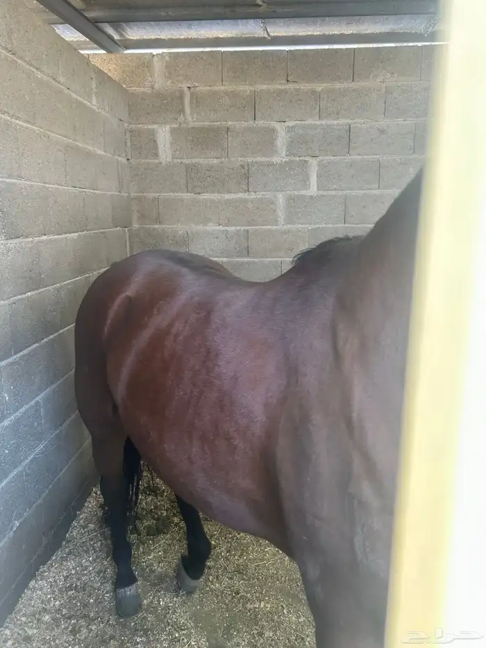 خيل للبيع عربي اصيل  وشعبي إلى آخ 1