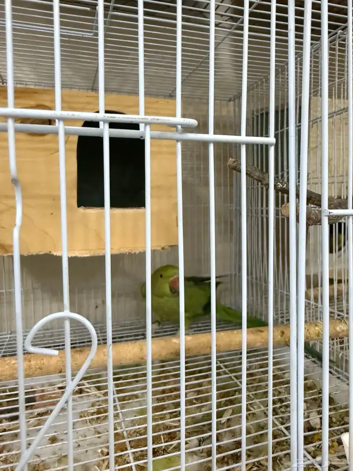 ببغاء الدره 2