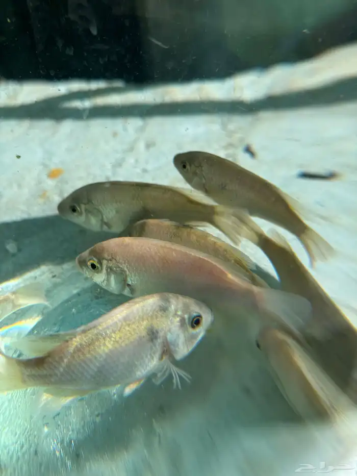 سمك سيكلد افريقي 4