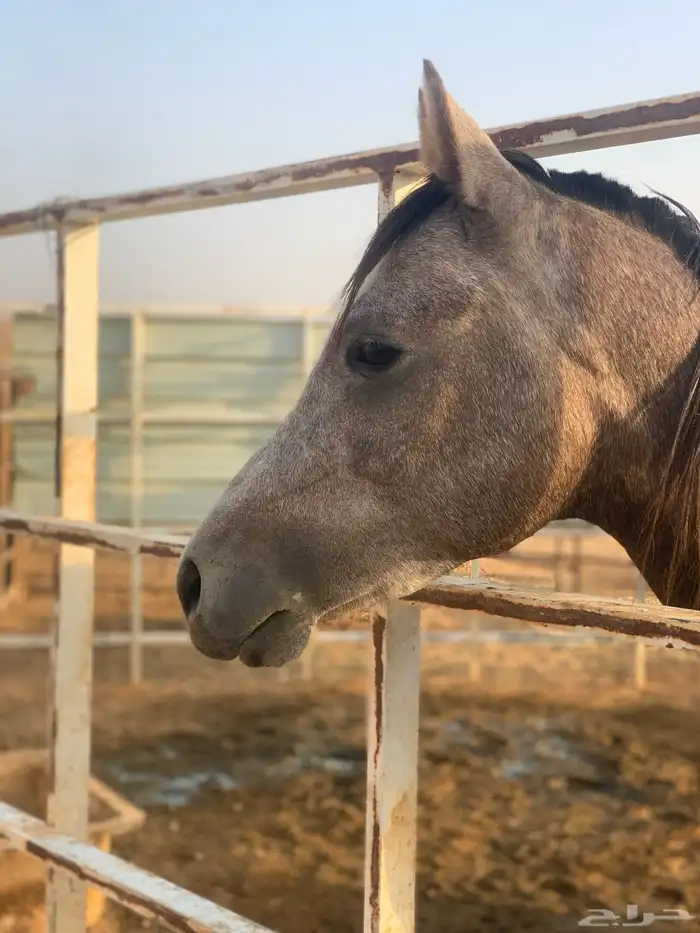 حصان شعبي للبيع 1