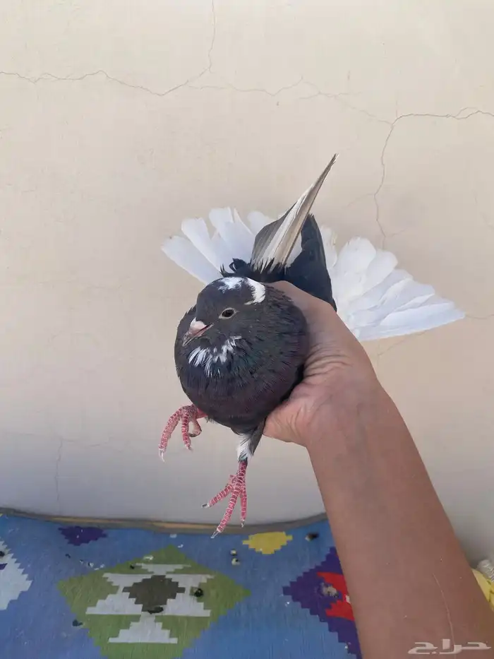 حمام قلابي 2