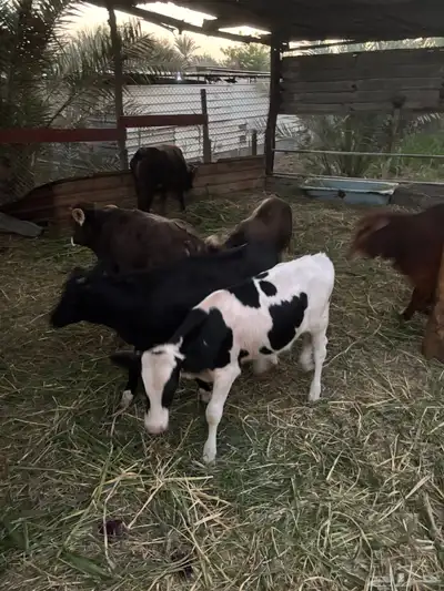 عجول  الماني و جرسي و بربر index