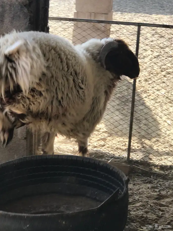 خروف جبر ناهي 2