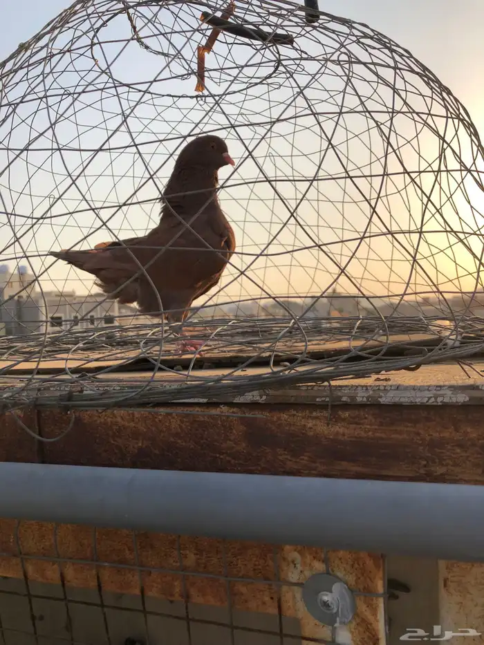 مجموعة حمام للبيع زاجل ونفاخ وكنق 3