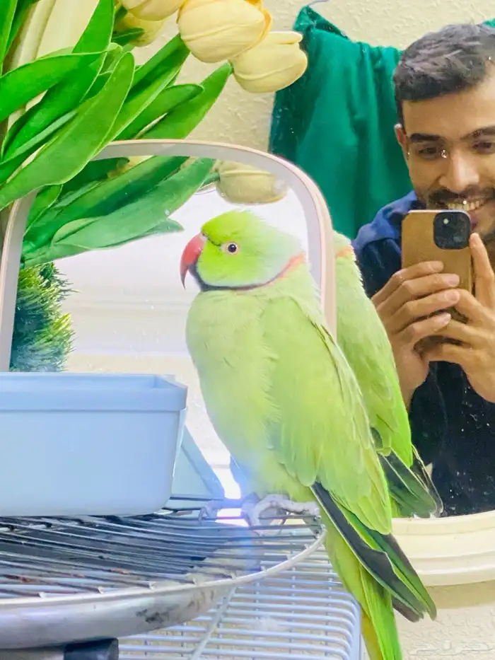 450sr selling my bird this one pure parrot no any problem 6