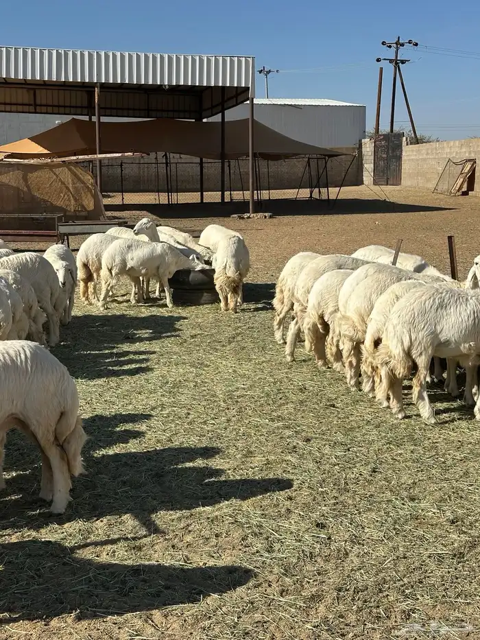 60 رخل صنف ( العرض للقناي ) 3