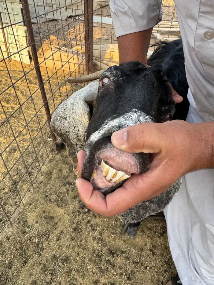 معزاء بعياله 6