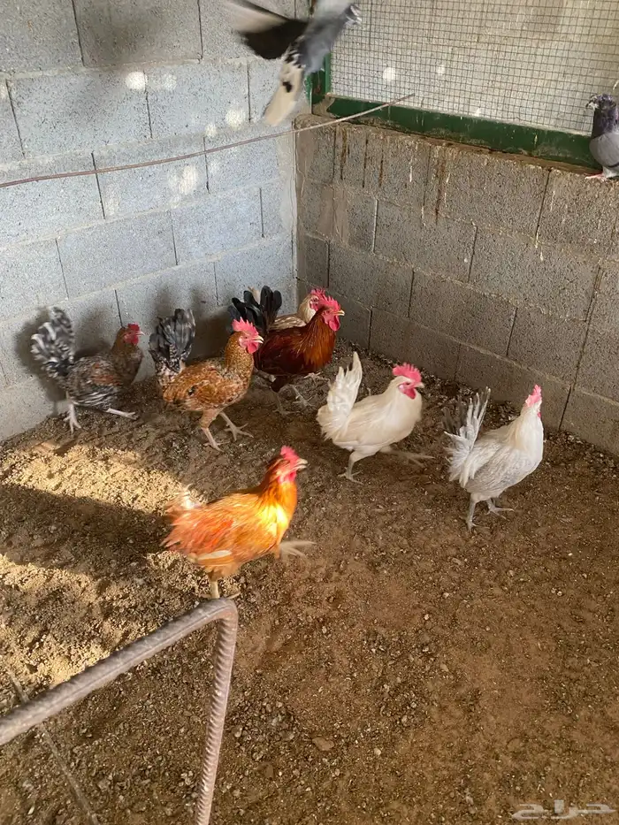 ديوك ودجاج 5