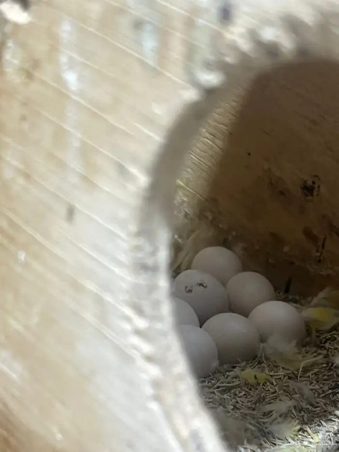 محمية روز لاتينو منتجين 2