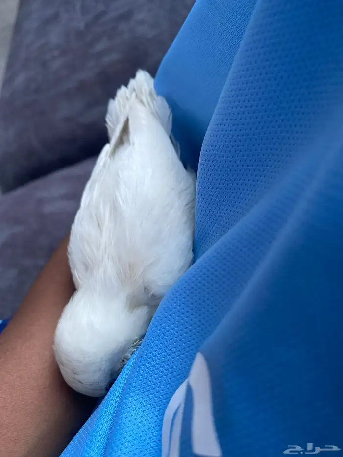 طير روز تربيه 3